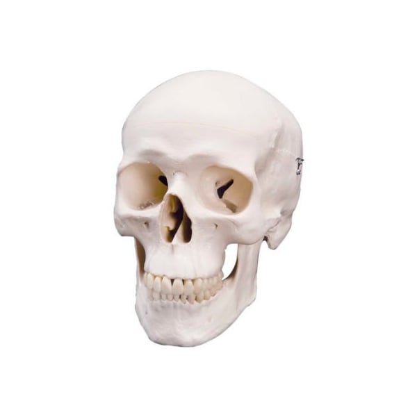 3B Anatomical Model - Classic Skull, 3-Part